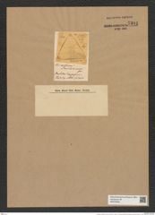 Triceratium smithianum Grev. (de-Toni-Nr.: Genus 140, Species 3896) Zeichnungen Sammlung Grunow Nr. 7384 (NHMW-BOT-W0376450)